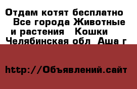 Отдам котят бесплатно  - Все города Животные и растения » Кошки   . Челябинская обл.,Аша г.